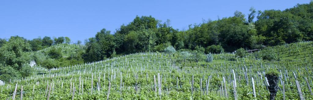 VALDOBBIADENE PROSECCO SUPERIORE EXTRA DRY Vino spumante naturale dai profumi intensi e delicati con note fruttate e floreali che ricordano il glicine e la rosa. Gusto armonioso e fragrante.