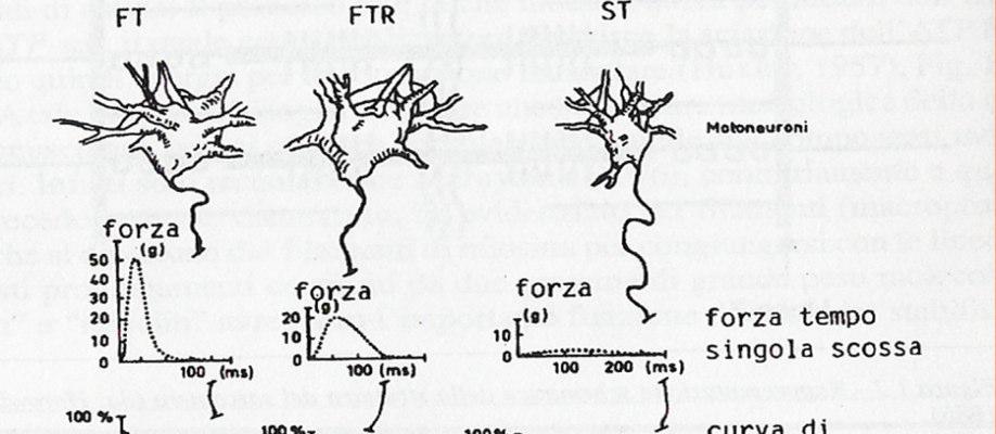 L insieme di tutte le fibre muscolari e della cellula nervosa che le innerva prende il nome di unità motoria. Le unità motorie si suddividono in U.M. toniche e fasiche.