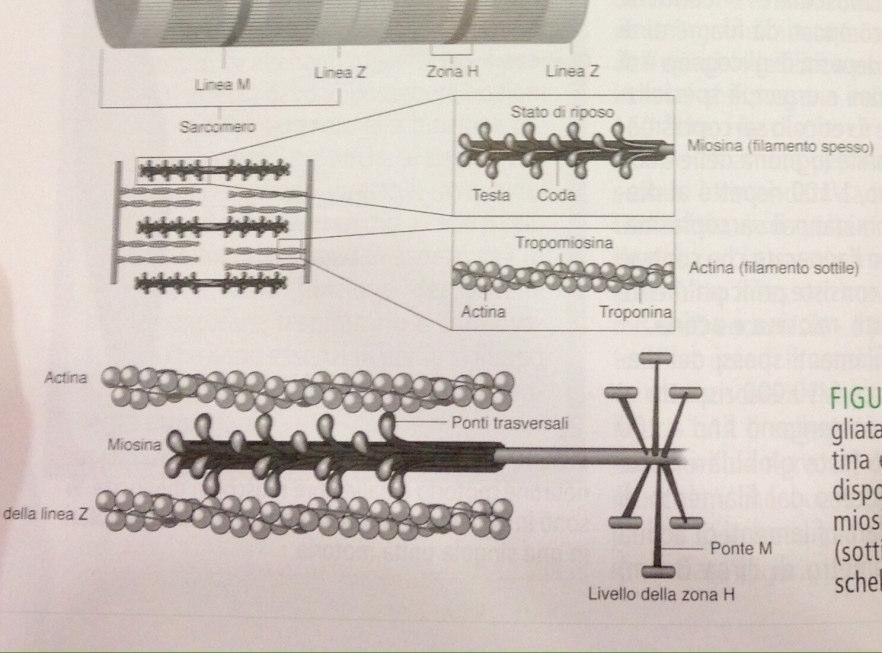 Visione dettagliata dei filamenti proteici di actina