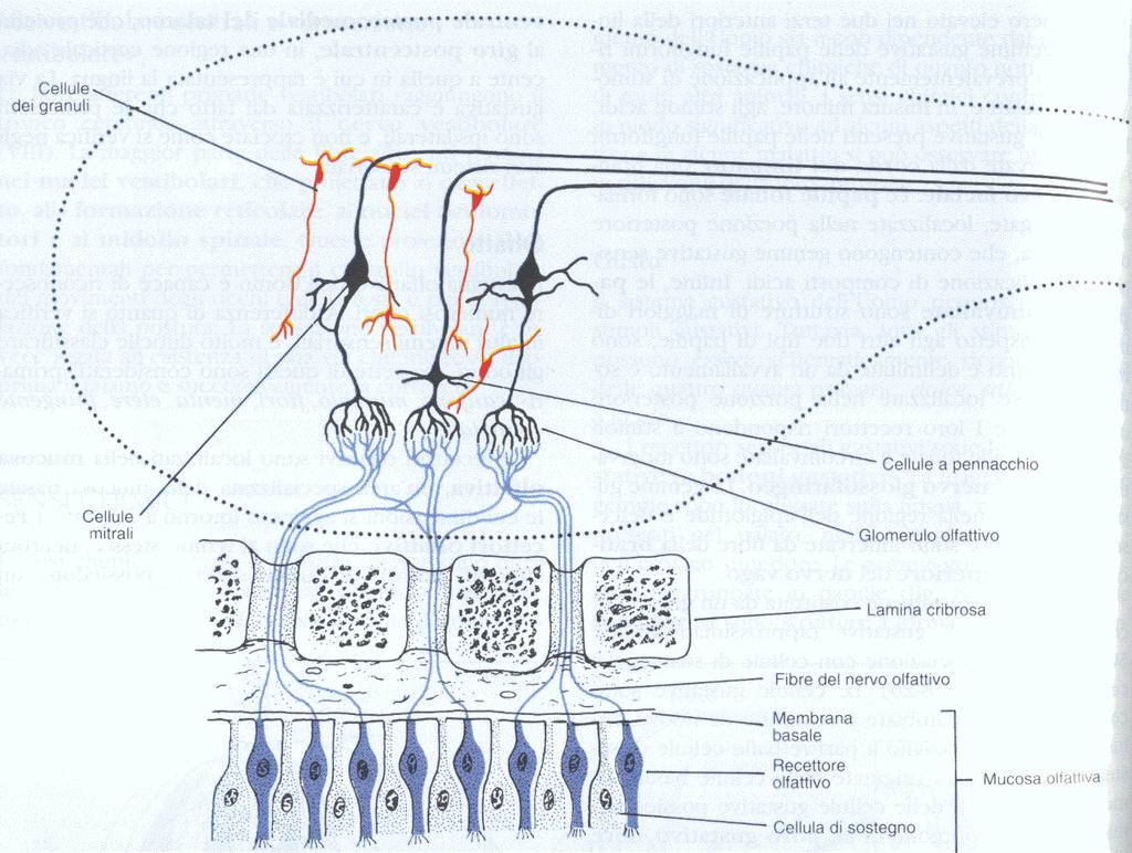 CONTATTI SINAPTICI TRA MUCOSA OLFATTIVA E PRINCIPALI NEURONI DI SECONDO ORDINE Si nota che ogni cellula olfattiva primaria partecipa a più glomeruli olfattivi (divergenza).