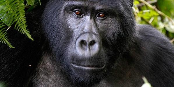 Uganda La terra dei Gorilla a Capodanno Con sistemazione in categoria Luxury per la notte di Capodanno DAL 27 dicembre AL 07 gennaio 2018 Tour dell Uganda in 12 giorni Programma di viaggio: 1 Giorno: