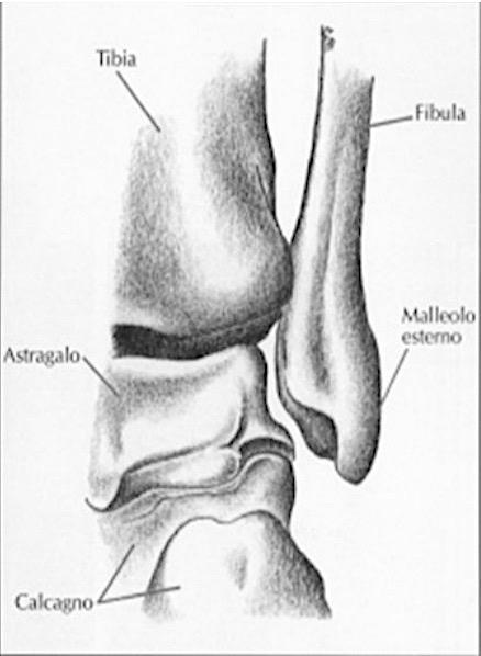 La capsula articolare si estende tra le superfici articolari distali della tibia e il malleolo mediale, il malleolo laterale e l astragalo.