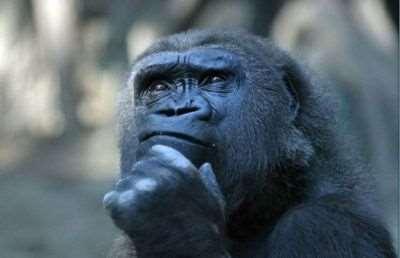 RAPPRESENTAZIONE SPAZIALE DELLA GRANDEZZA IN GORILLA E ORANGHI Esperimento condotto nello zoo di Atlanta su 9 scimmie (4 gorilla e 5 oranghi)