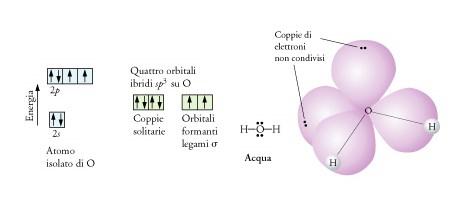 Si noti che dei quattro orbitali sp 3 due sono doppiamente occupati e costituiscono le coppie solitarie mentre due sono spaiati e formano i due legami O-H per sovrapposizione con gli orbitali spaiati