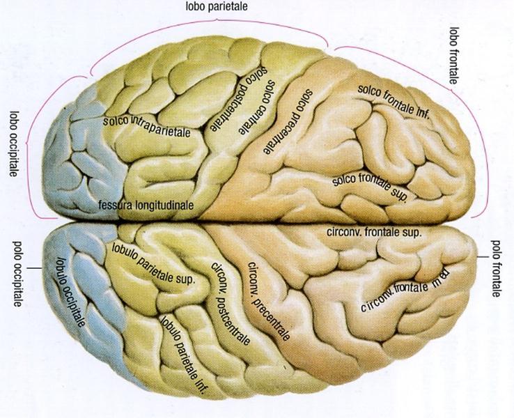 LA PARTE DESTRA DEL CERVELLO VIENE UTILIZZATA MAGGIORMENTE DA