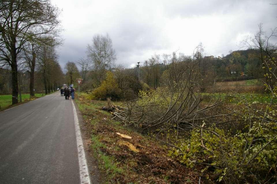 2013 Alberi abbattuti lungo il viale