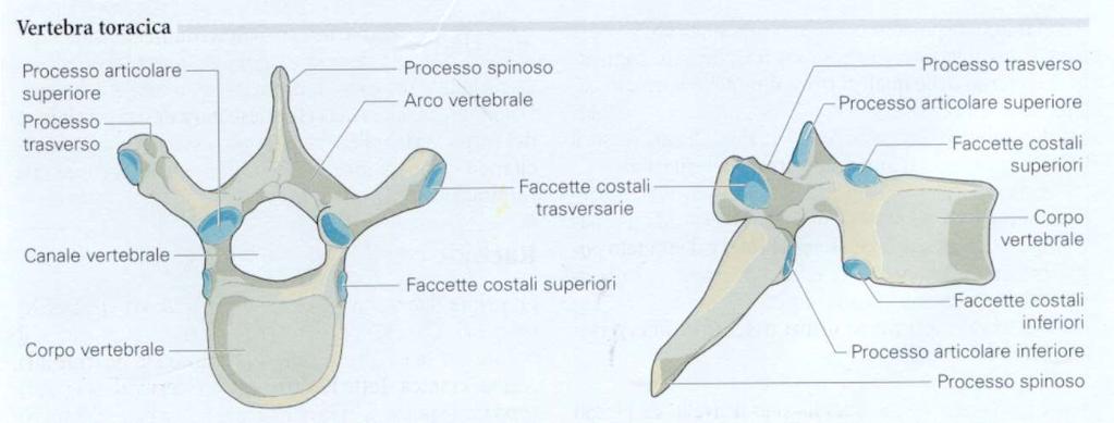 Vertebre toraciche Corpo vertebrale più grande, con faccette articolari per le coste (2 emifaccette