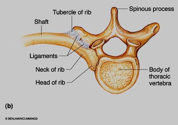 Articolazioni costo-vertebrali La testa della costa articola con le faccette articolari del corpo della vertebra Il tubercolo della costa articola con il
