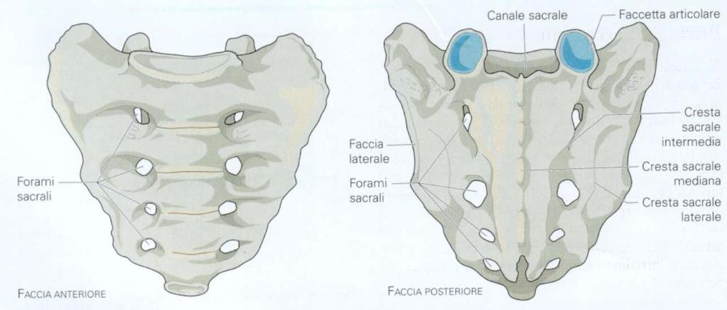 Osso sacro 5 vertebre fuse assieme sacro fusi processi spinosi, articolari e trasversi (creste posteriori) fori anteriori e