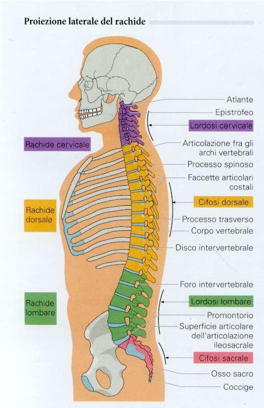 La colonna vertebrale sostiene il tronco Scarica il peso della parte superiore del corpo sul cingolo