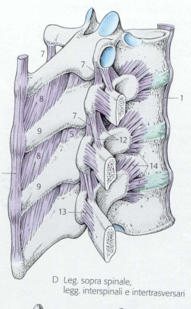 Leg longitudinale anteriore Leg sopraspinoso