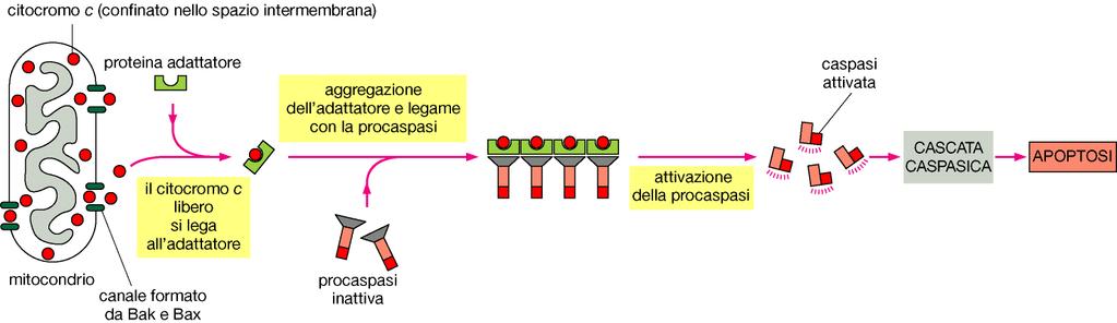 Tutte le cellule contengono procaspasi.