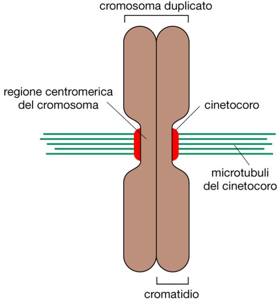 PROFASE I microtubuli cromosomici si