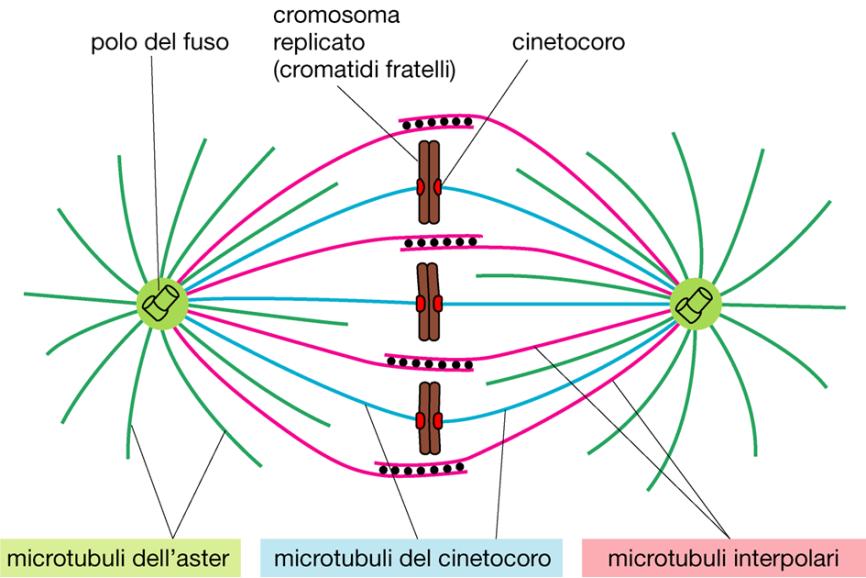 cromosomi si muovono verso l equatore