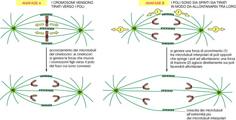 PROFASE Complesso promotore dell anafase PROMETAFASE METAFASE I centromeri si dividono e i cromatidi si separano I cromatidi si