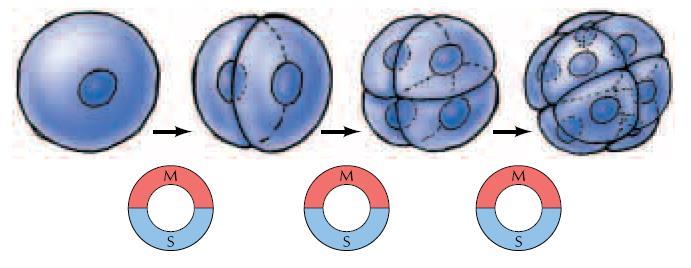 G 1 e G 2 concedono alla cellula il tempo per la crescita della massa cellulare e la duplicazione degli organelli, altrimenti le