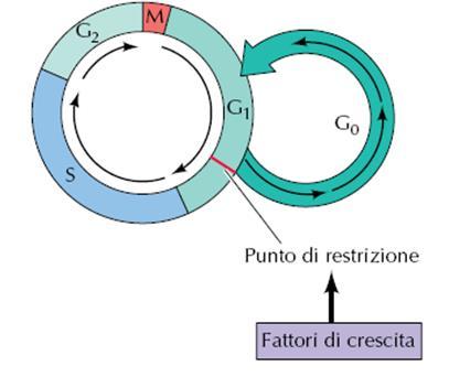 Il procedere del ciclo è finemente controllato Nelle