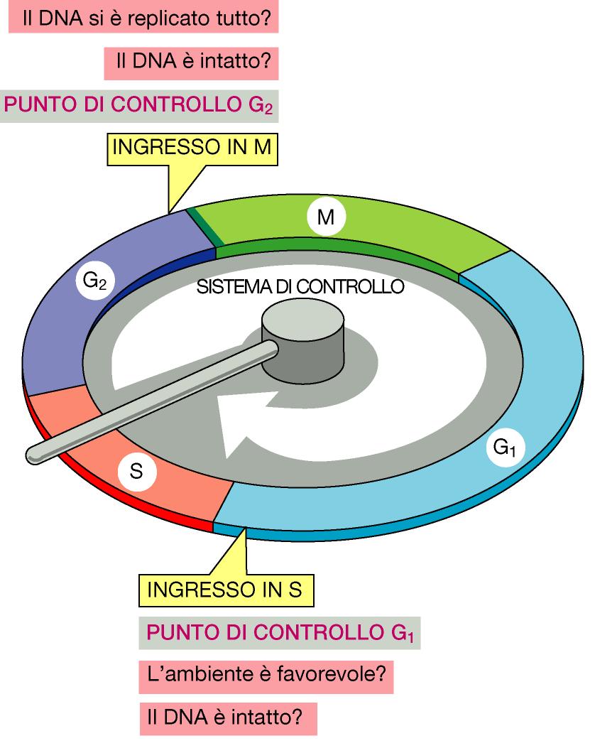 determina