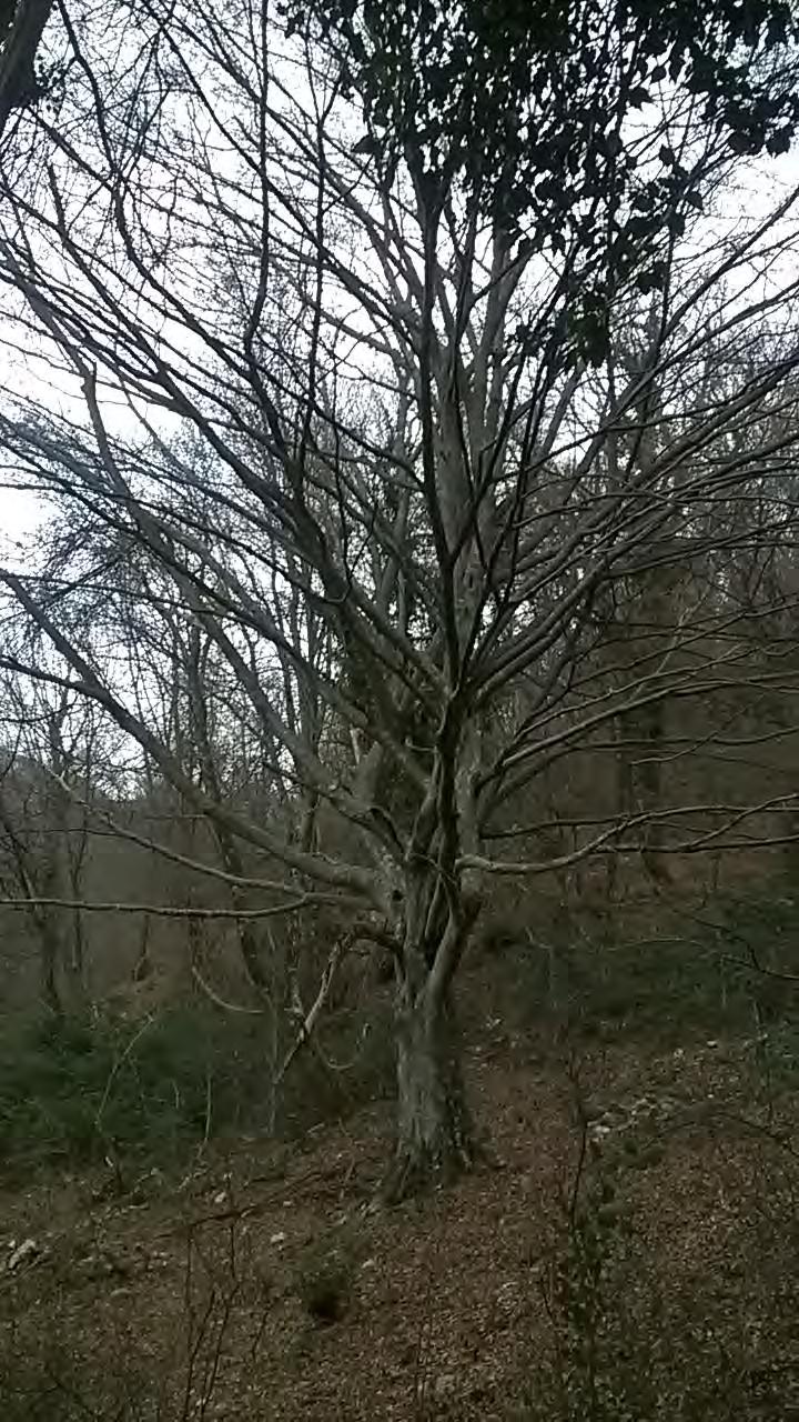 TIPOLOGIE FORESTALI FUSTAIE E AVVIAMENTI A FUSTAIA Cerrete pure e/o con Carpino bianco e Faggio;