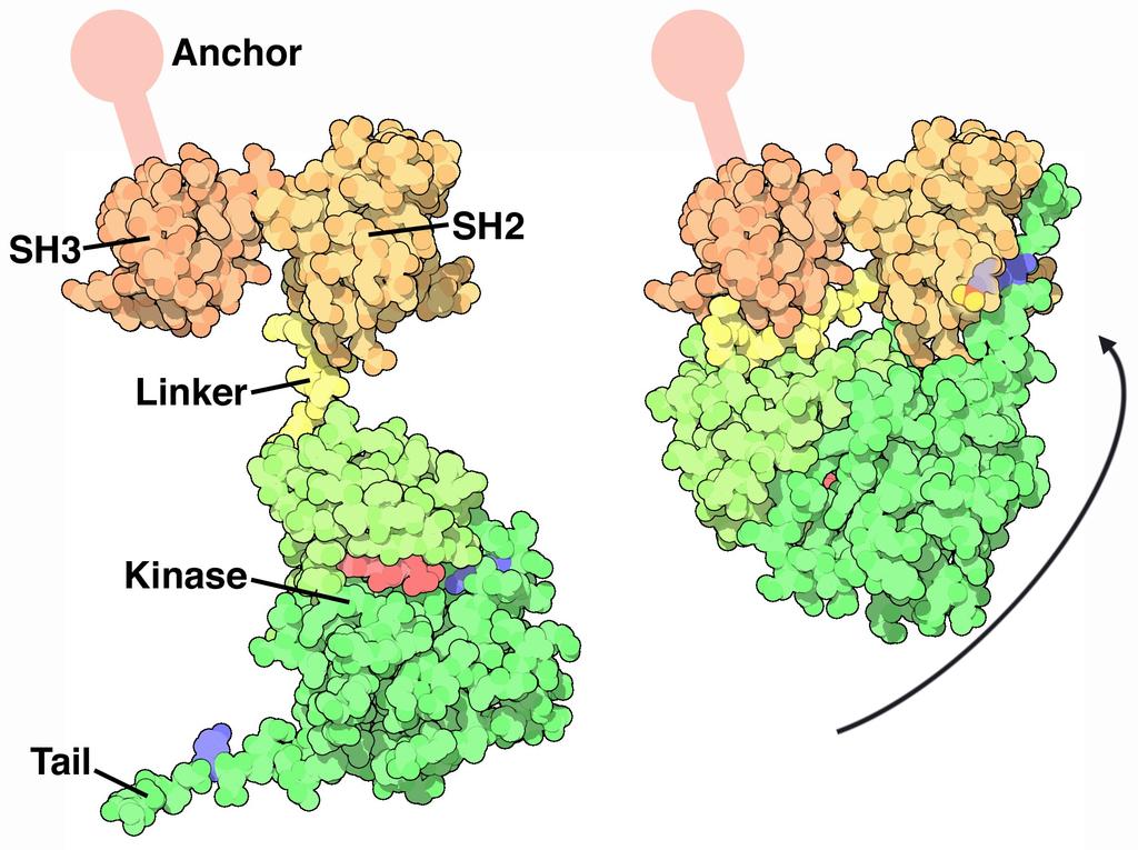Altri esempi di domini proteici Src Tyrosine Kinase SH3 Attività di regolazione SH2 Attività di regolazione Kinase: dominio chinasico con attività catalitica Altro esempio: Proteine (Zasp, ALP, CLP,