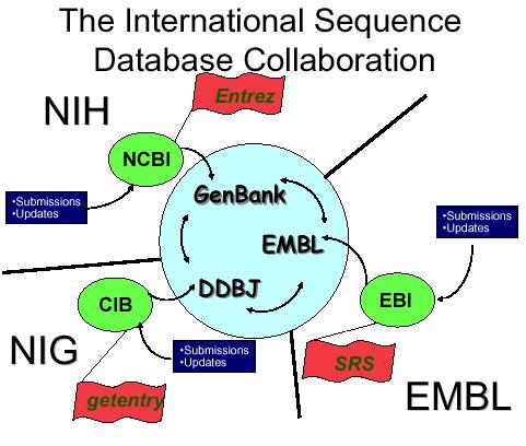 I database primari Cosa sono i database primari? Sono i contenitori di tutte le sequenze prodotte nel mondo e rese disponibili alla comunità scientifica.