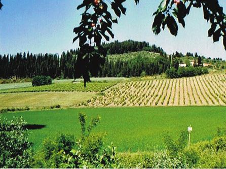 Campi di applicazione: IL PRODOTTO - Nelle buche scavate per piantare alberi e grandi cespugli - Nel letto di semina dei fiori e piccole siepi - Nel trattamento di substrati terrosi per contenitori