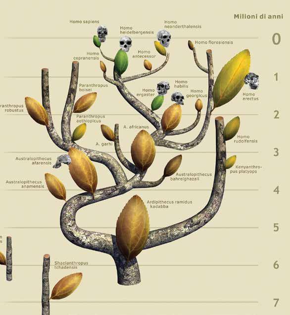 Ridisegnare l albero in forma schematica L evoluzione dell Uomo un percorso lento e intricato, più simile a un cespuglio che a una passeggiata lineare L evoluzione dell Uomo L evoluzione dell Uomo ha