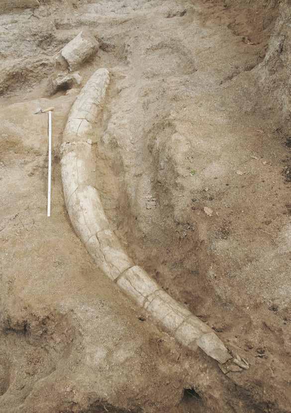Le indagini sul campo hanno riportato alla luce una serie di reperti fossili e gruppi di manufatti che testimoniano un momento di attività di un gruppo umano intorno alla carcassa di un elefante