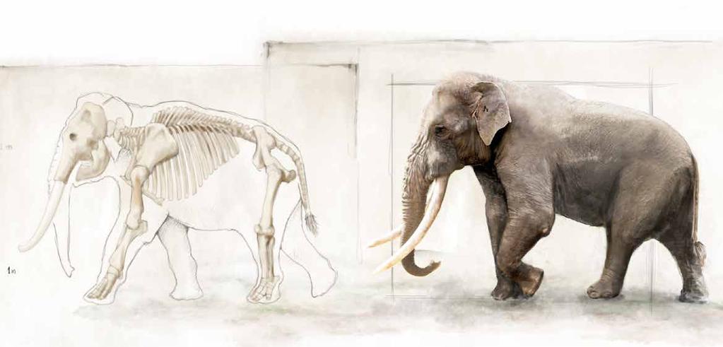 L elefante antico di Ficoncella Evidenziare sullo scheletro le parti attualmente in esposizione nel museo (le stesse indicate nella planimetria dell area di scavo) e inserire breve descrizione del