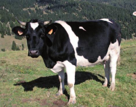 Presso il Centro di conservazione di Veneto Agricoltura a Villiago (Belluno) è presente una unità di conservazione di bovini della razza Burlina.