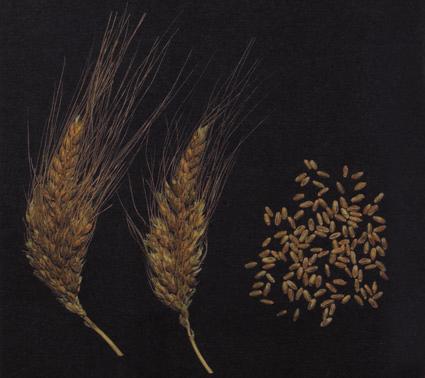 NUMERO ACCESSIONE ITA0340027 NOME ACCESSIONE Grano del miracolo Specie: Triticum turgidum Anno di raccolta o di inizio conservazione: 1954 Anno di costituzione: Pedigree: CARATTERISTICHE DELLA PIANTA