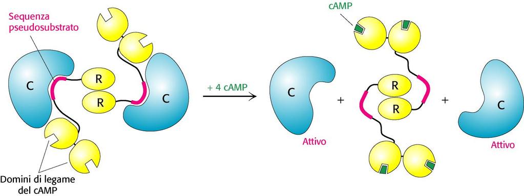 Esempio di modulazione allosterica: la PKA, coinvolta nella trasduzione del segnale attraverso la membrana plasmatica che l adenilato ciclasi.