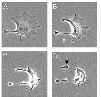 Apoptotic cells display distinctive morphology during the apoptotic process. This can be seen in the image below which shows a trophoblast cell undergoing apoptosis.