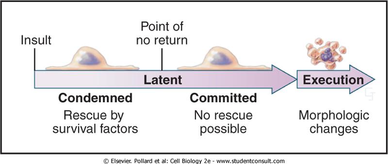 L apoptosi è un fenomeno attivo che richiede l attivazione di enzimi specifici e la sintesi di nuove proteine.