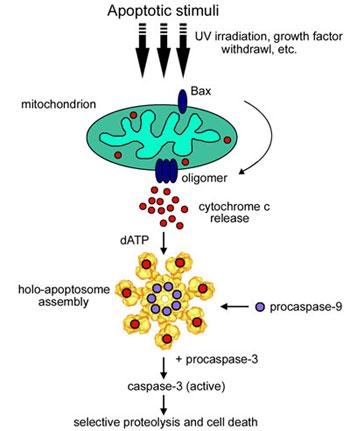 MECCANISMI DELL'APOPTOSI I mitocondri sono organilli importanti nella regolazione tra sopravvivenza e morte cellulare: perché proteine anti- e proapoptotiche interagiscono con la membrana