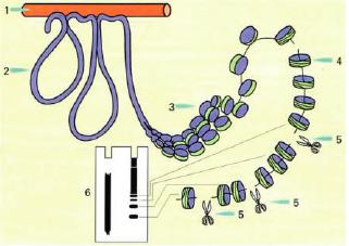 1 2 3 4 1 pesi molecolari (SM); 2 DNA di cellule di controllo, non apoptotiche, con