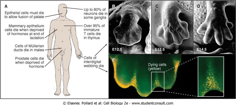 Apoptosi durante lo sviluppo embrionale A: Tipi cellulari che vanno incontro ad apoptosi.