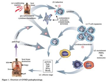 Fasi che caratterizzano il GVHD acuto Il GVHD acuto è stato inizialmente definito come un cytokine storm che avviene in tre fasi: i) regime di condizionamento e l infiammazione associata ii) l