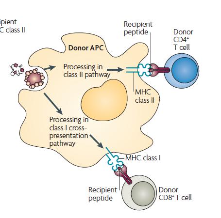 Cellule presentanti l antigene nel GVHD Il trapianto di midollo da topi MHC classe I deficienti causa un GVHD meno grave di quello che si