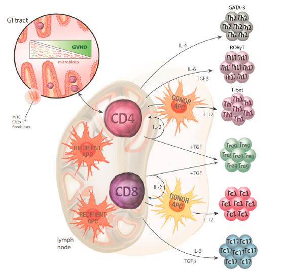 Priming dei linfociti T CD4+ nel GVHD Inizialmente era stato proposto che le similmente a quanto osservato per le risposte T CD8+ le DC del ricevente fossero essenziali nell induzione del GVHD