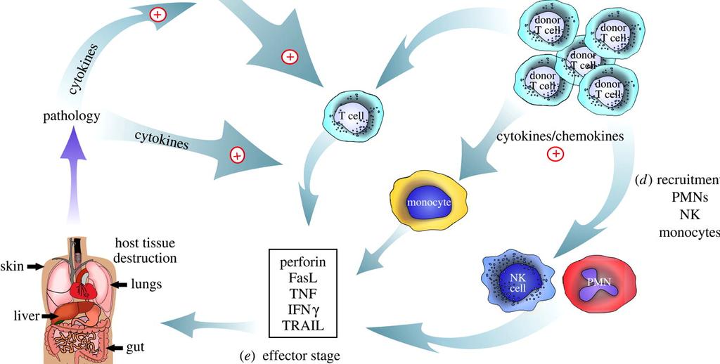 Fase 3: Fase effettrice La risposta immune nell agvhd è caratterizzata dall azione citolitica dei linfociti T e delle cellule NK e delle citochine infiammatorie.