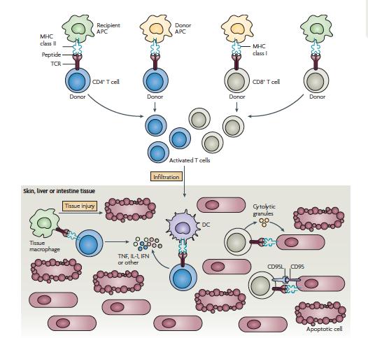 Fase effettrice: meccanismi di danno tissutale mediato dai linfociti T alloreattivi nel GVHD CD4+ CD8+ L