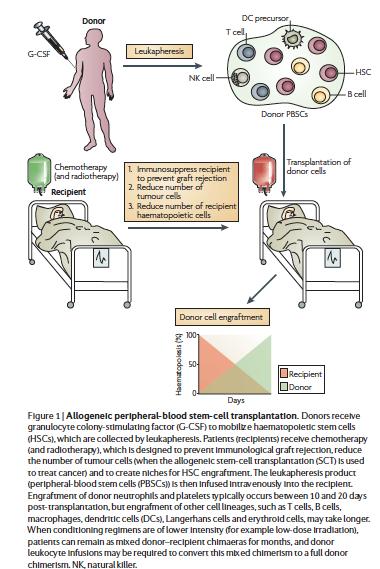 Inizialmente le cellule staminali ematopoietiche erano trasferite a partire dal midollo osseo, successivamente tali cellule sono state ottenute a partire da: Sangue periferico di donatori dopo