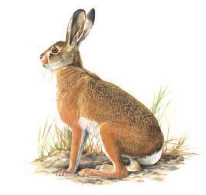 LEPRE ITALICA (Lepus corsicanus, De Winton 1898) La distribuzione ecologica della lepre italica conferma l adattamento prevalente della specie agli ambienti a clima mediterraneo, benché essa sia