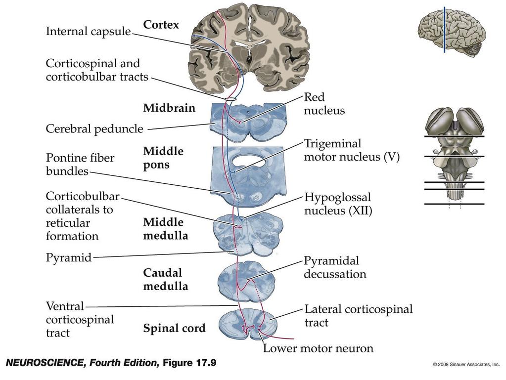 The corticospinal