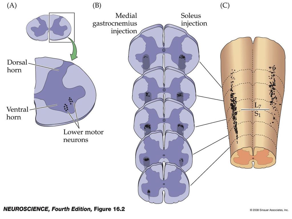 Spatial distribution of lower motor