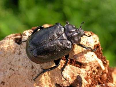 Coleotteri Cetonini Scarabeo eremita odoroso Osmoderma eremita Specie legata alle cavità dei vecchi alberi come salici, pioppi, querce, faggi, ecc. Lo Scarabeo eremita si ciba del legno morto.