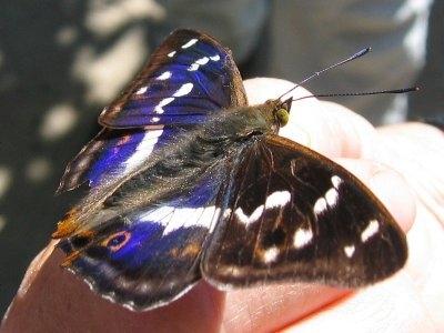 Reticoli di diffrazione Sono costituiti da molte fenditure equidistanziate La condizione per avere un massimo è la stessa delle due fenditure