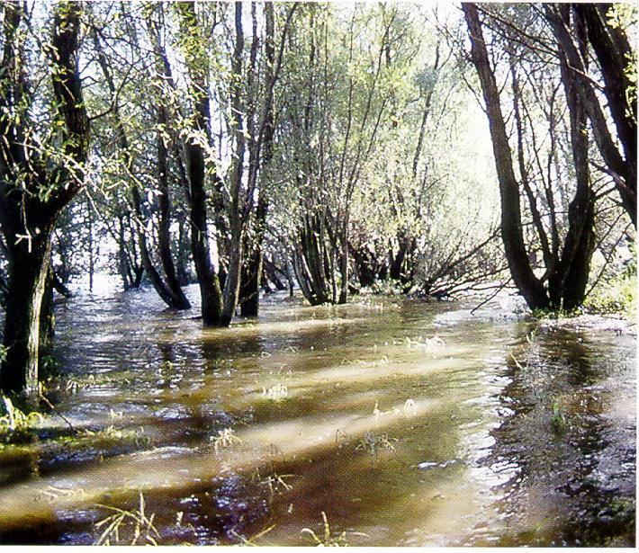 di Creazione di aree forestali alluvionabili in modo controllato Le aree forestali sono una delle poche forme di uso del suolo a fini agricoli che può essere alluvionata in modo controllato in