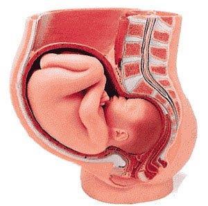 Irradiazione in gravidanza Periodo Fase della gravidanza Possibili effetti 0 9 giorno Pre-impianto Morte dell embrione / Nessun effetto sui bimbi nati 10 giorno fine 2 mese Inizio 3 mese termine